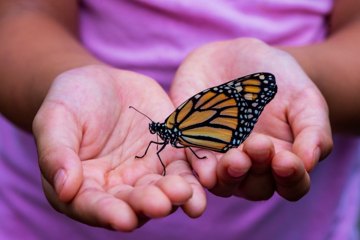 where-do-monarch-butterflies-migrate-to-in-the-winter-answered