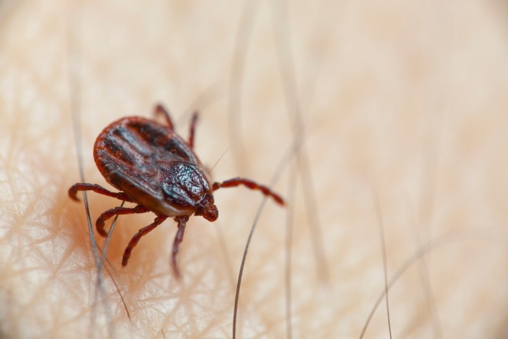What Animals Eat Ticks? [Explained] - Life Under Our Roof