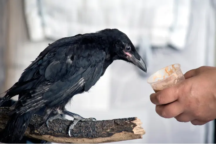 Feeding Crows.webp